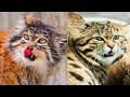 Deadliest Cats in the Wild,palla&#39;s cat,black footed cat