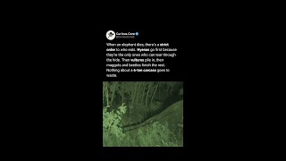 What Happens To An Elephant After It Dies