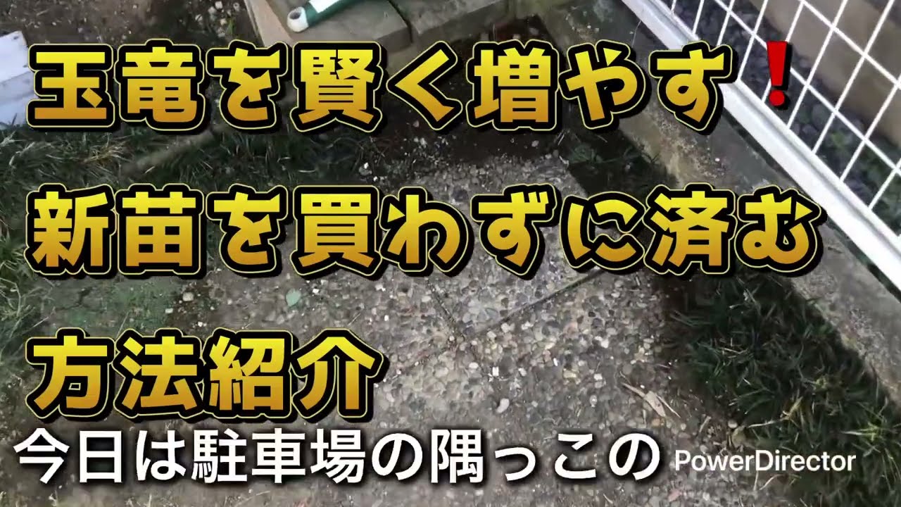 Smart ways to grow Tamaryu trees❗️Introducing a method to avoid 
