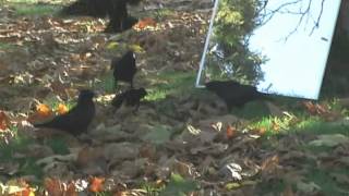 Crow Mirror Response Behaviours