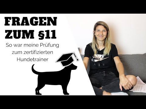 Video: Fragen Sie einen Hundetrainer: Was sind die 7 häufigsten schlechten Hundegewohnheiten und wie korrigieren wir sie?