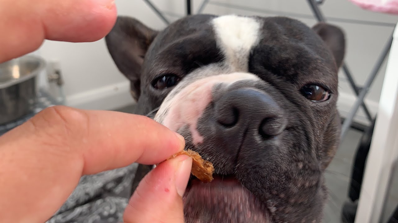 Boston Terrier eating (and loving) his yummy snacks! YouTube