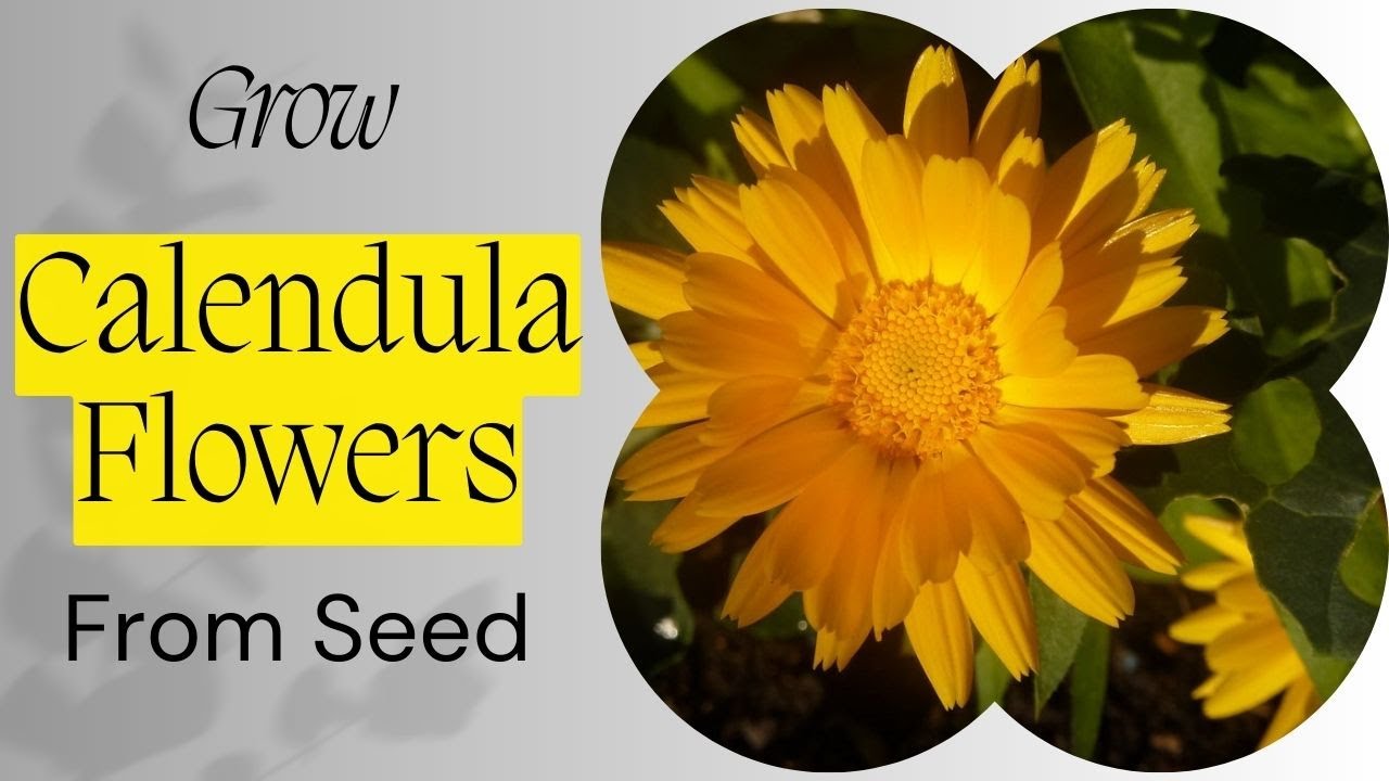 Grow Calendula Flowers