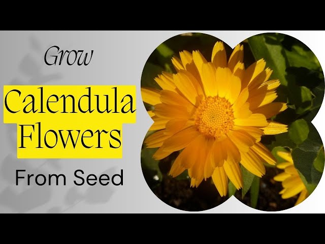 Calendula: how to grow & use - Plantura