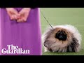 Wasabi the Pekingese win best in show at annual Westminster Dog Show の動画、YouTube動画。