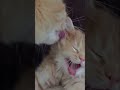 Mama Cat Loving Kitten | Cat Slo-mo | Lovely Kitten #cat #cats #kitten