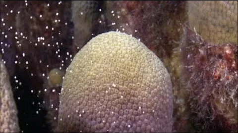 Come si mettono i coralli nell'acquario?