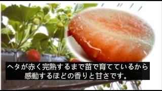 春になったら食べたいくだもの！「せとか＆レッドパール苺」