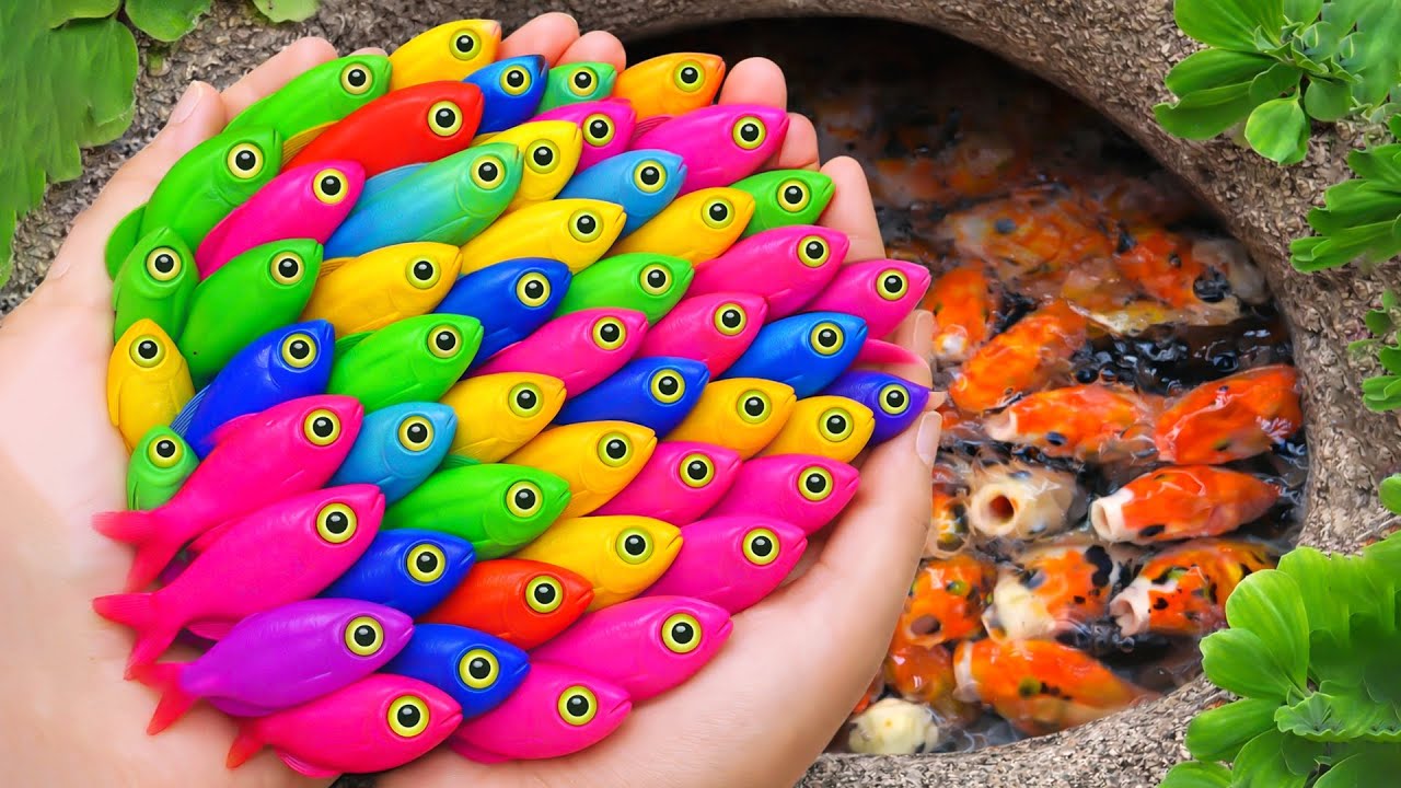 The incredible catch colorful aquarium fish in small pond baby turtle, pencil fish, guppy blue, eel.