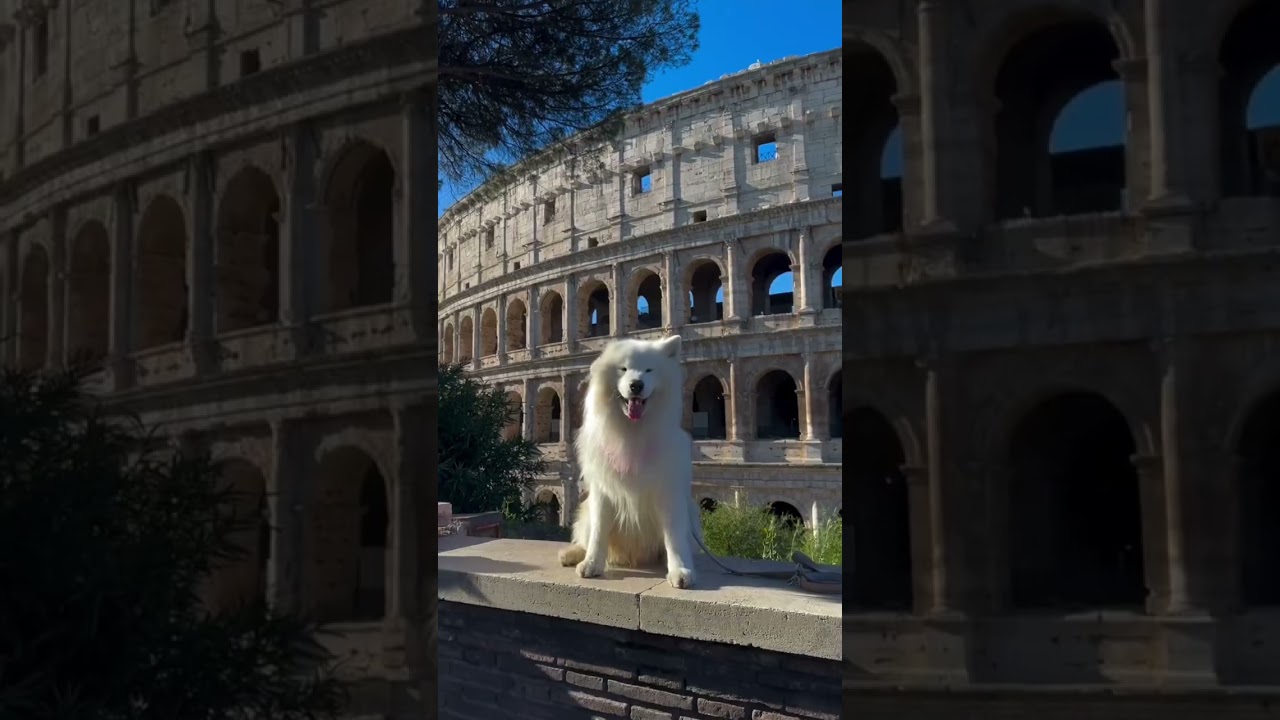 Как же здорово путешествовать со своими питомцами! 🐕 Так хочется показать им весь мир❤️🐾