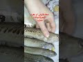 سمكة عقرب البحر اسماك الجزائر السامة سمكة لاريني قريبا في قناتي