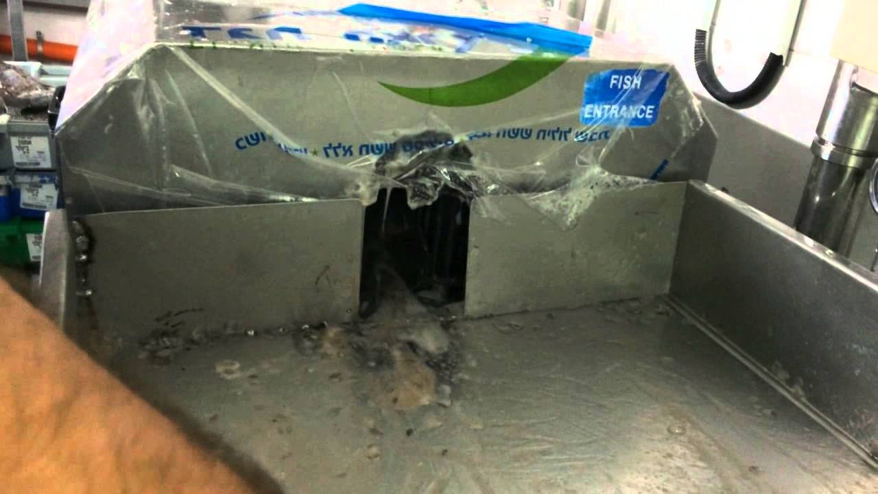 HIGH SPEED FISH CLEANING MACHINE YouTube