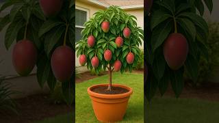 🌿 Aprende a cultivar mangos en una maceta 🪴 #mango