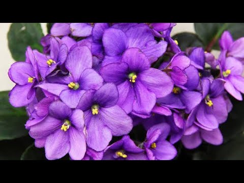 Vídeo: Como Fazer Uma Violeta Uzumbara Florescer. Dicas Para Iniciantes