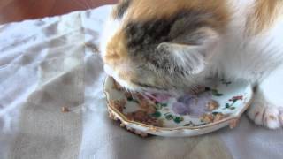 Pepi the kitten first time unassisted eating