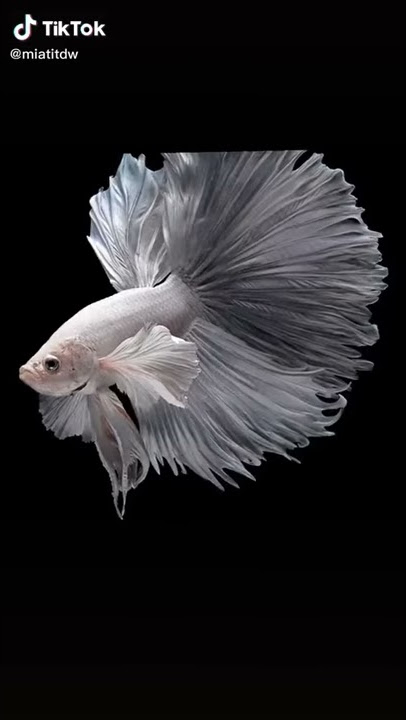 tiktok ikan cupang