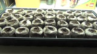 2013 Tomato & Pepper Seed Starting