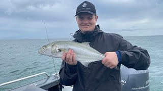 Tailor, flathead, tusk fish, snapper, toadfish catching tangalooma island