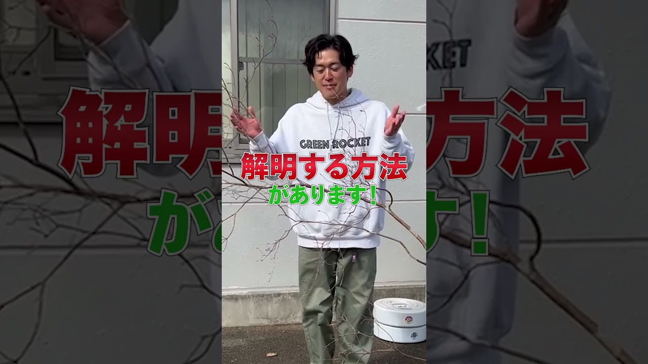 Interesting tree shape] Wild-harvested Mitsuba Azalea now