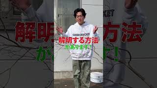 【面白樹形】山採りミツバツツジ登場!!