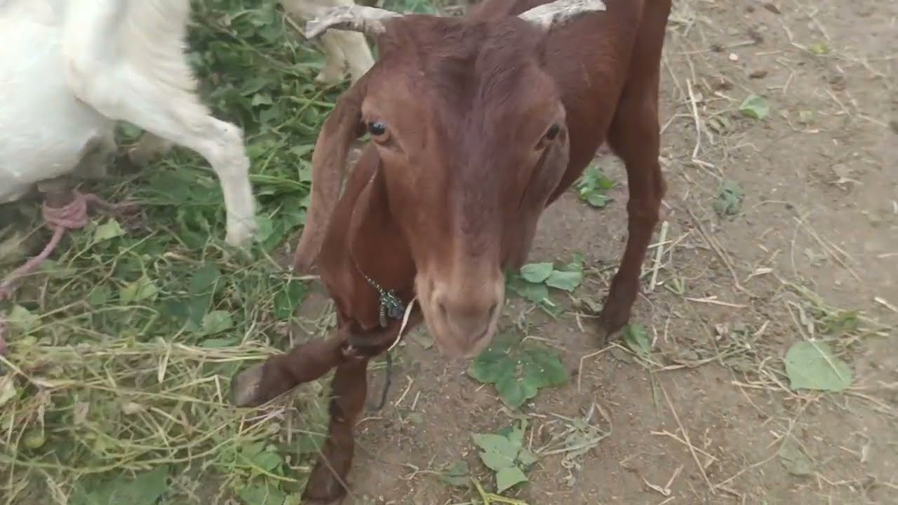 Beautiful goats eating grass 