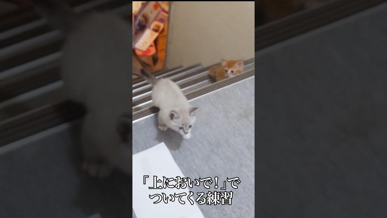 🐱子猫姉弟の階段の特訓風景！ #cat #kitten #猫 #子猫 #ねこ #こねこ #shorts #猫のいる暮らし