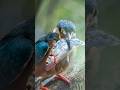 Jour 18 sur 30 dernière ligne droite !!#photoanimaliere #wildlifephotography