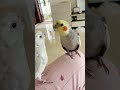 从没见过如此爱吵架的小鸟！ #cockatiel #玄凤鹦鹉 #parrot