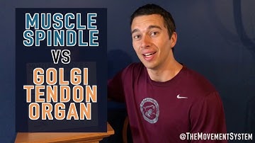 Muscle Spindle vs. Golgi Tendon Organ- Explained