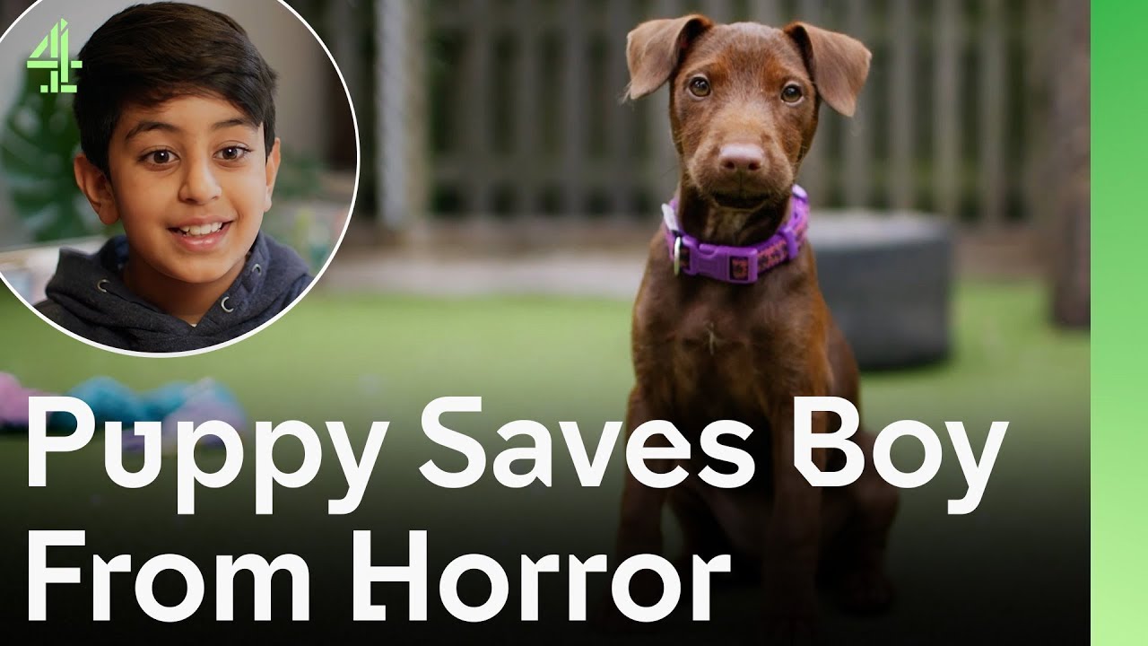 Очаровательный щенок из приюта любит мальчика больше всего на свете | The Dog House 🐶