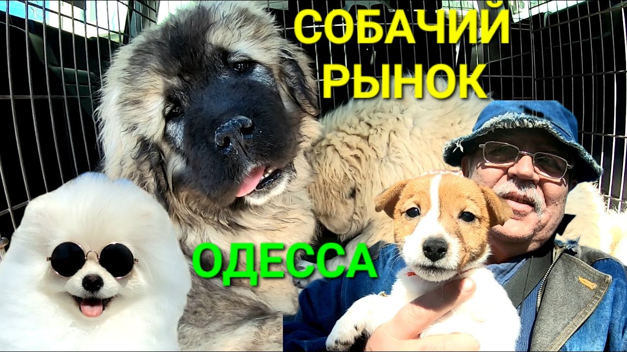 Собачий базар Одесса. Староконный рынок. Продажа щенков. Лучшие собаки. Позитив. Щенок. #зоотроп
