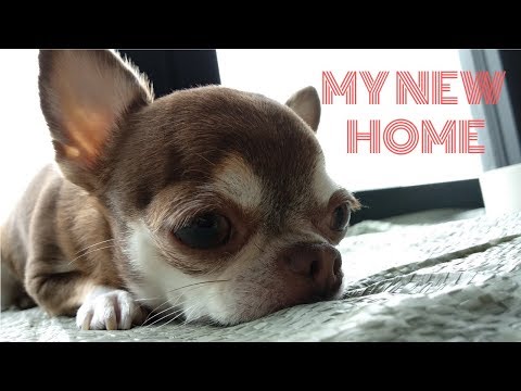 Video: Hoe Om 'n Chihuahua Op Te Lei