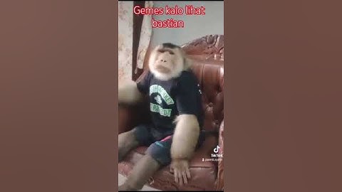 Bastian kalo di sapa manyun #bastiansipit #monkey #animals #funny