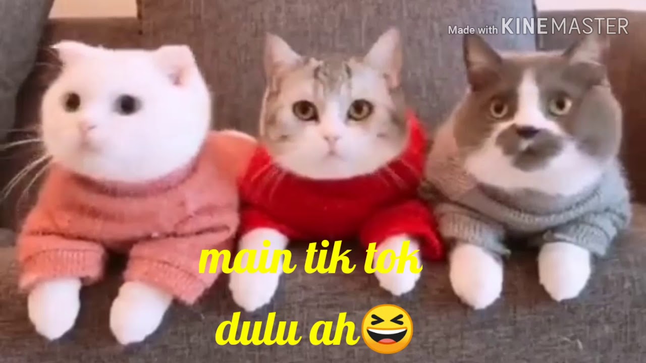 Kumpulan kucing lucu imut-imut dan gemesin🥰🤗 - YouTube