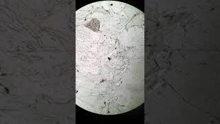2162-34 | Zircon (PPL)