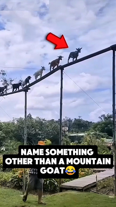 amazing, these goats have special access to their pens