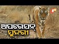 ସୁନ୍ଦରୀକୁ ଟ୍ରାଙ୍କୁଲାଇଜ୍ ପାଇଁ ବାହାରୁ ଆସିବ ୨ ଟିମ୍ OTV KHABAR BUREAU