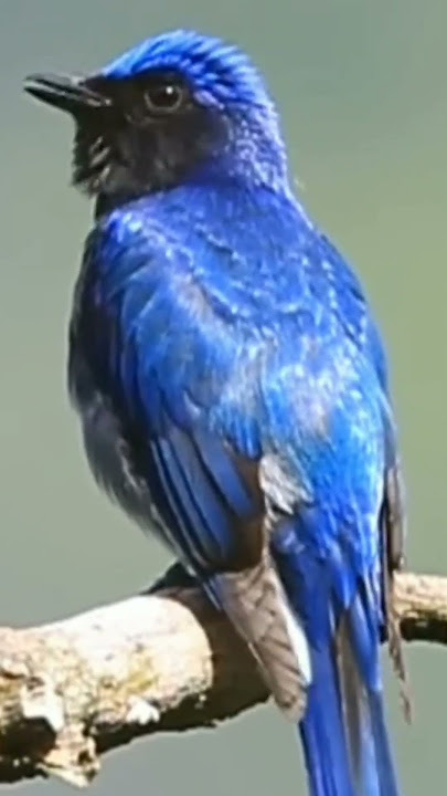 burung Niltava kumbang padi