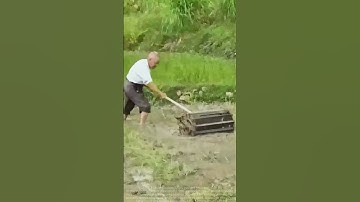 Traditional rice field leveling method: the efficiency of drum weeding