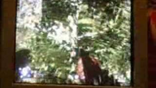 cod 5 Courtyard tree glitches