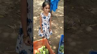 Mango Farm Day 🥭 Fresh From the Trees!