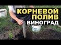 Полив винограда и подкормка по дренажам