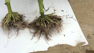Virginia Beach In-Furrow Corn Comparison