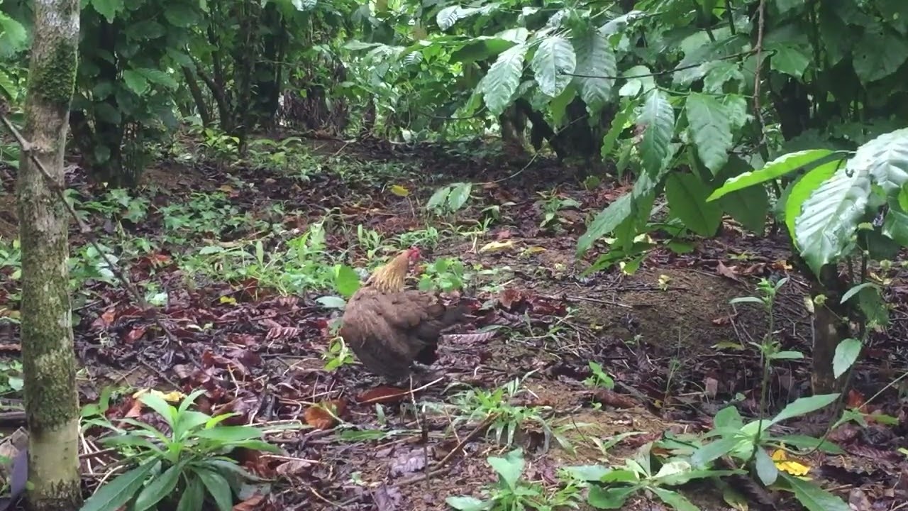 Trapping wild chickens, both male and female baits are successful.