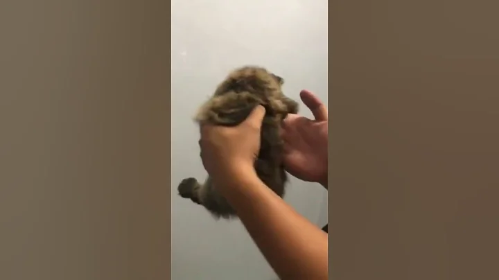 Video 3144841: tabby cat persian, tabby male persian, exotic persian cat, brown tabby cat