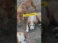 🐕Masti krte huye puppy#video viral huye se ak pr 15 view 🤣🤣🦮🐕🦺🐕🐶🚉#shorts #trending