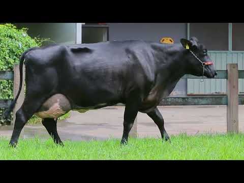 LOTE 11 RBB PERFEIÇÃO LINCON 0369 BZ