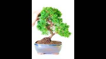 Evergreen Juniper Bonsai in a Stunning Pot - 15 years