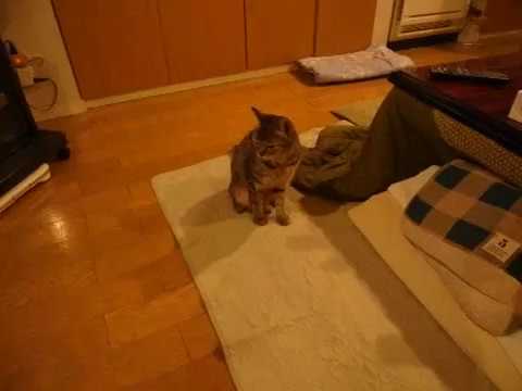 猫尻歩き Youtube 猫尻歩き Youtube