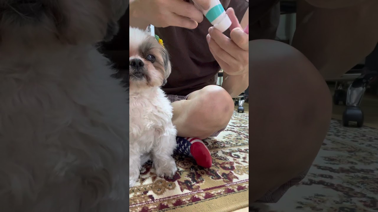 愛犬コッコの歯磨き^_^ Toothpaste your dog